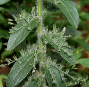 Andrographis echioides leaf1.jpg